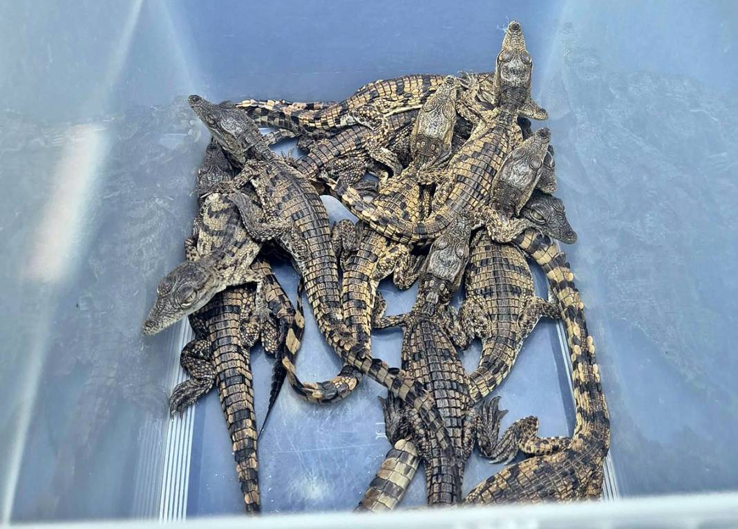 Ülkeye bavulun içinde timsah sokmaya çalıştılar! 12'si canlı, 5'i ölü ele geçirildi 8